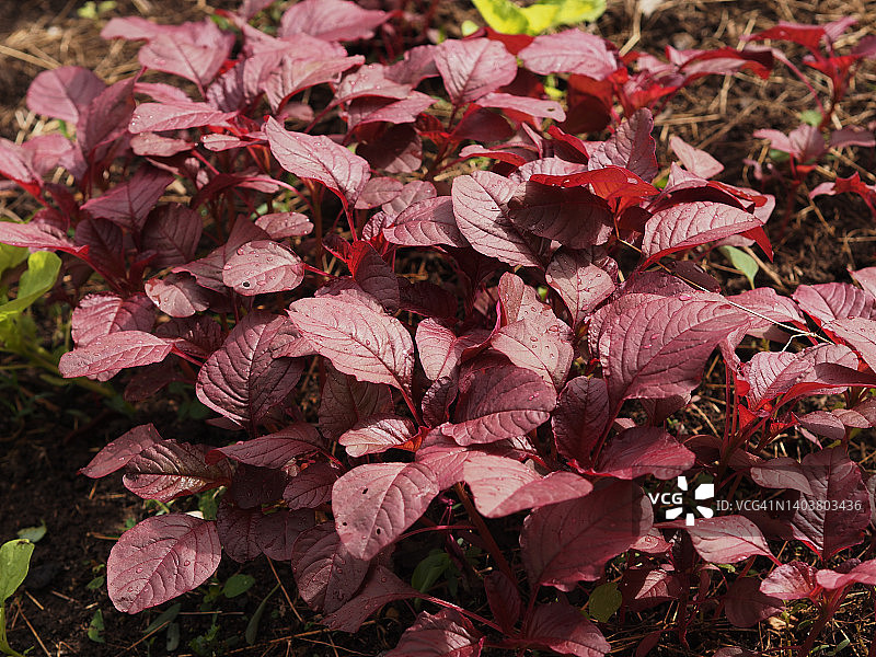 苋菜，苋科红色叶子蔬菜在花园中盛开，天然食品背景图片素材