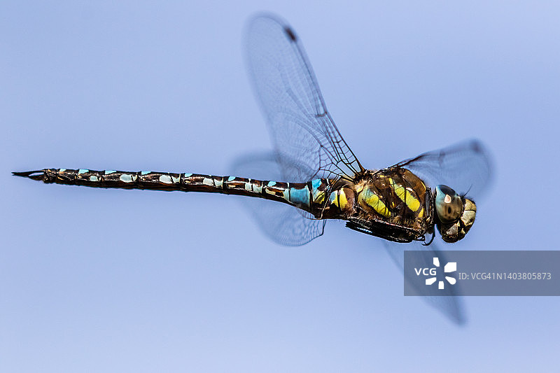 飞行中的帝王蜻蜓图片素材