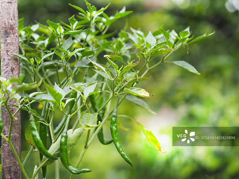 泰国绿辣椒，辣椒，在花园中绽放，辣椒图片素材
