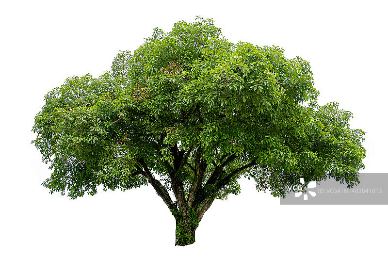 白色背景上的孤立树木图片素材