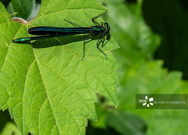 乌木色珠蟌图片素材
