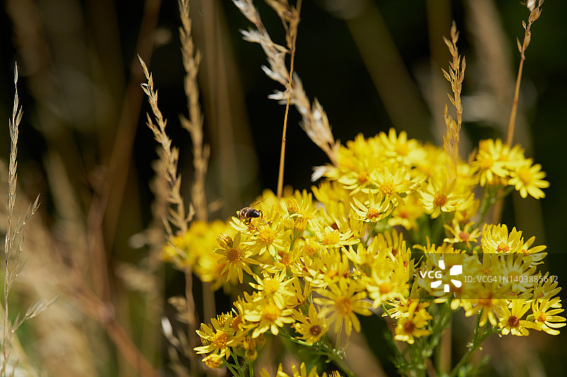 臭味威利图片素材