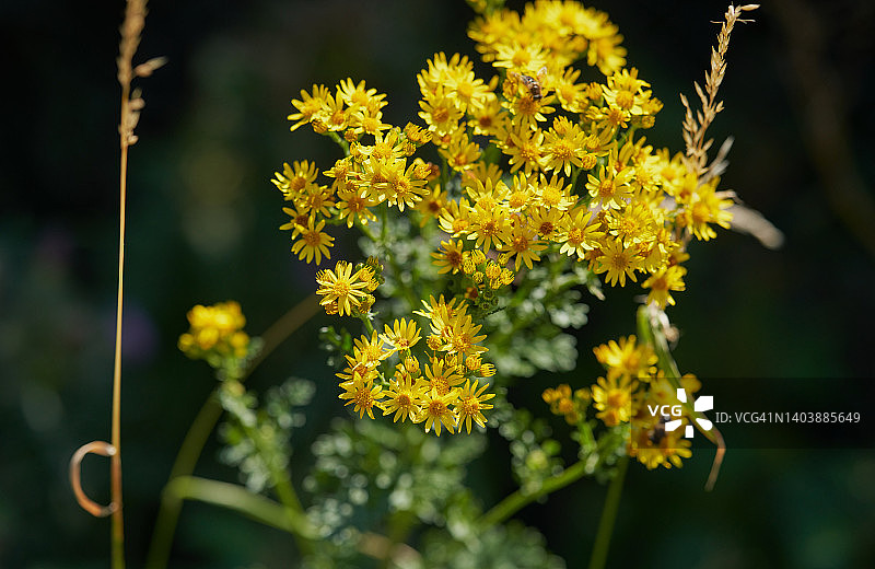 普通千里光图片素材