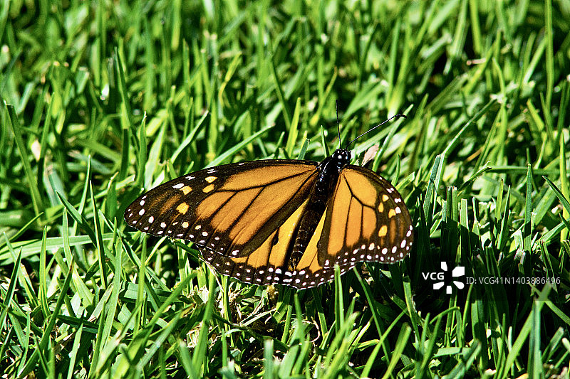 草地上的帝王蝶特写图片素材