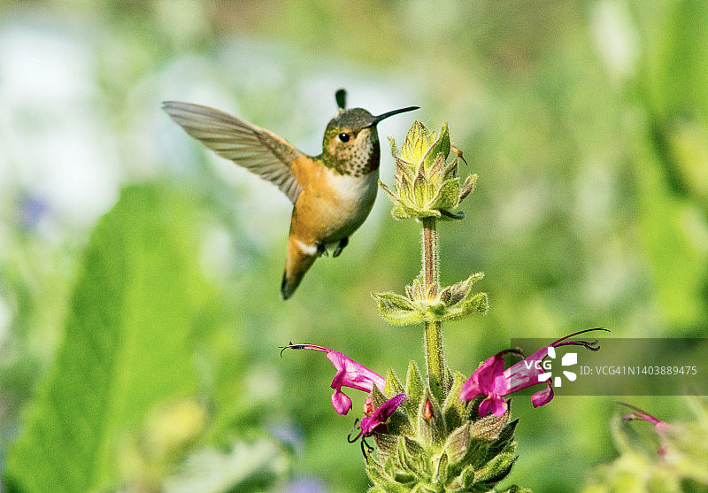 艾伦蜂鸟以蜂鸟鼠尾草为食图片素材