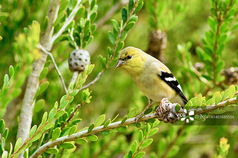 美洲金翅雀在深红瓶刷灌木枝上繁殖图片素材