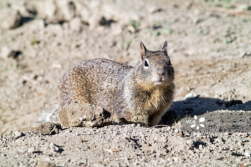 沙漠中加州地松鼠的特写图片素材