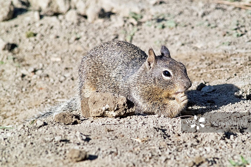 沙漠中加州地松鼠的特写图片素材