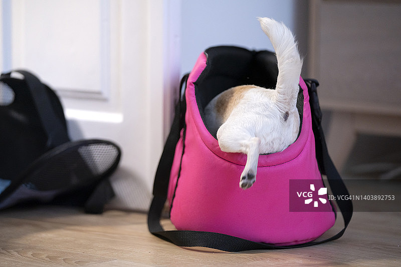 小狗进入宠物笼图片素材