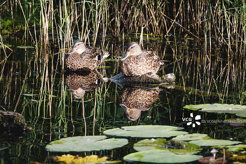 池塘中荷叶间的鸭群，夏季小湖风光图片素材