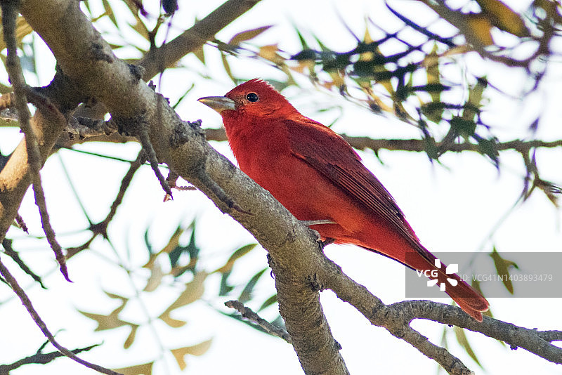 栖息在树枝上的雄性夏季红雀特写图片素材