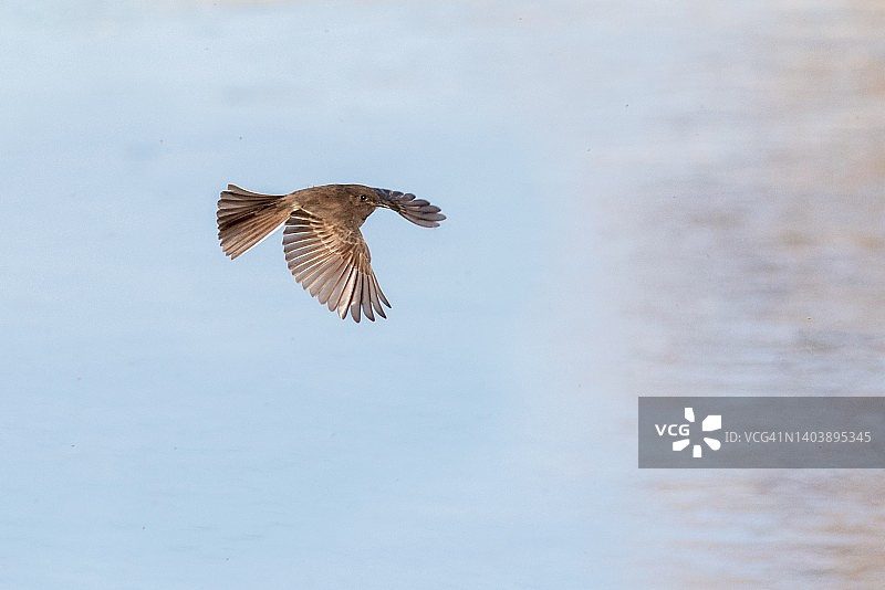 黑菲比鸟在飞行中觅食的中景镜头图片素材