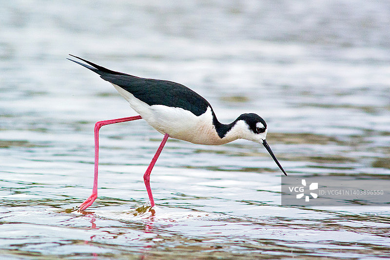 黑颈长脚鹬在浅水中觅食特写图片素材