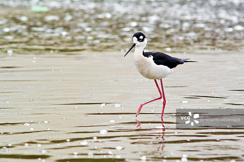 黑颈长脚鹬在浅水中觅食特写图片素材