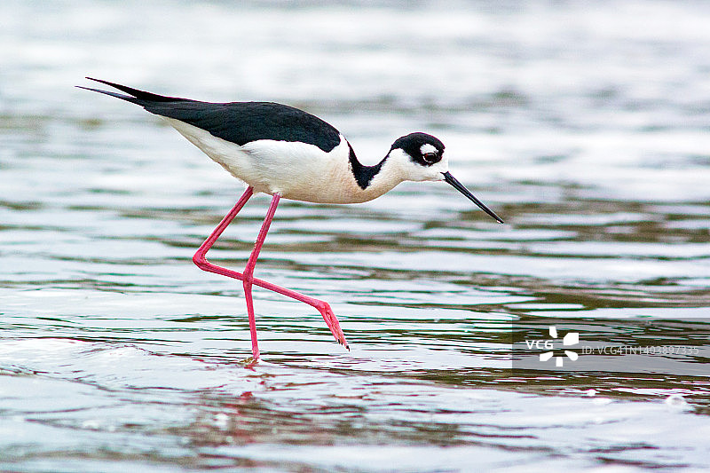 黑颈长脚鹬在浅水中觅食特写图片素材