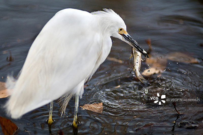 雪鹭在水中浸鲶鱼图片素材
