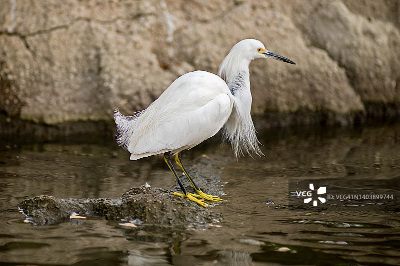 站在岩石上的雪鹭图片素材