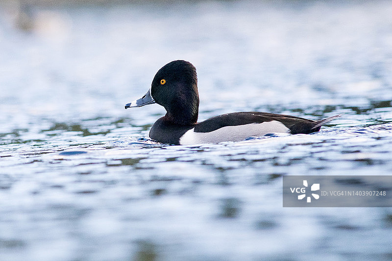 绿颈鸭游泳特写图片素材