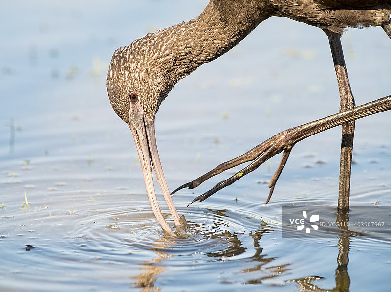 白面彩鹮挠脸特写图片素材