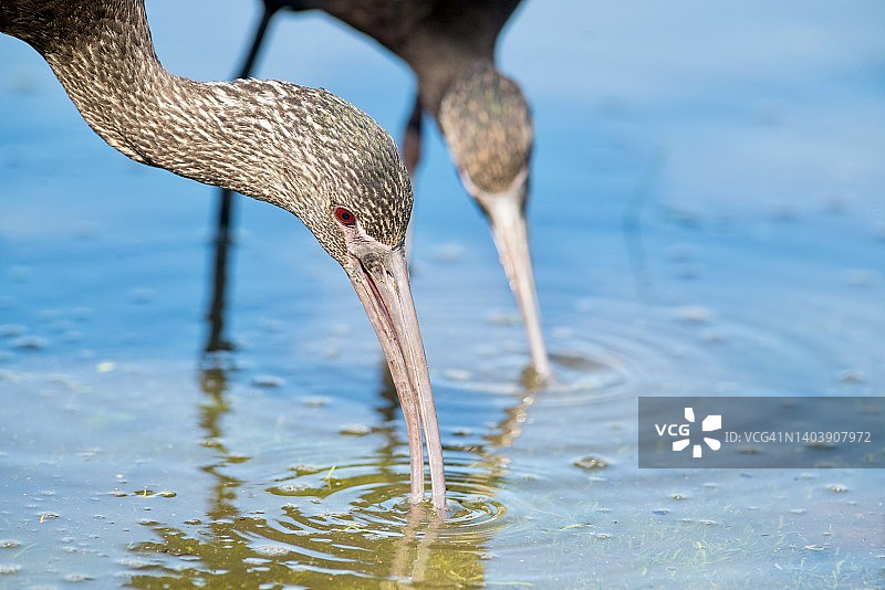 两只白面彩鹮在浅水中觅食特写图片素材