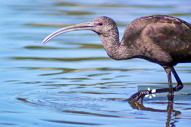 在浅水中觅食的白脸彩鹮图片素材