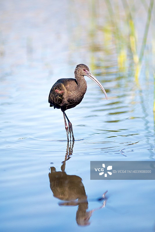 觅食的白脸彩鹮倒影图片素材