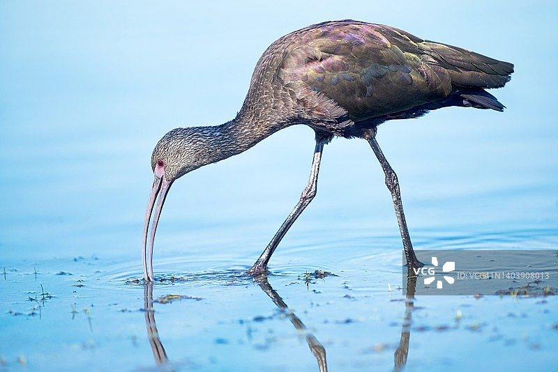 在浅水中觅食的白脸彩鹮图片素材