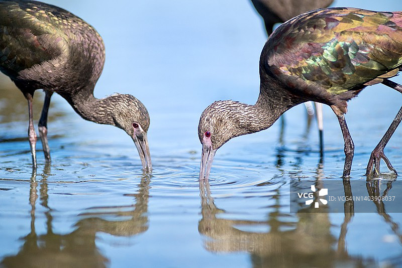 在浅水中觅食的两只白面鹮倒影图片素材