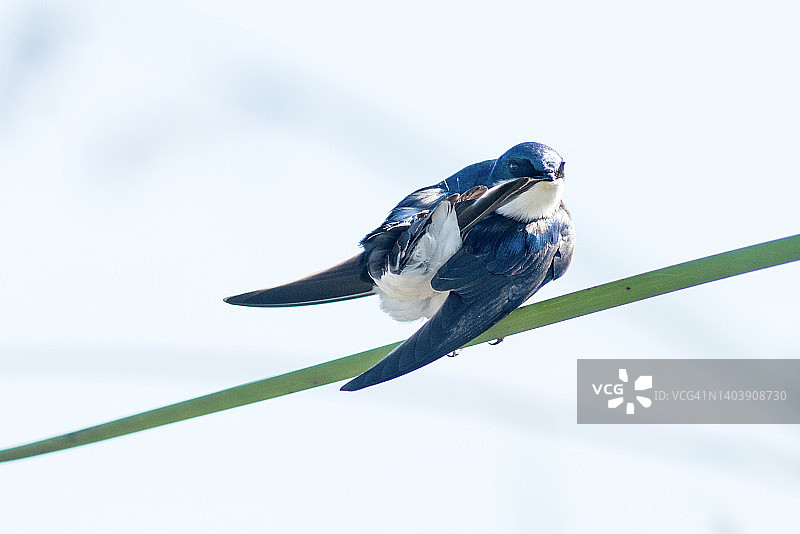 栖息在香蒲茎上的树燕特写图片素材