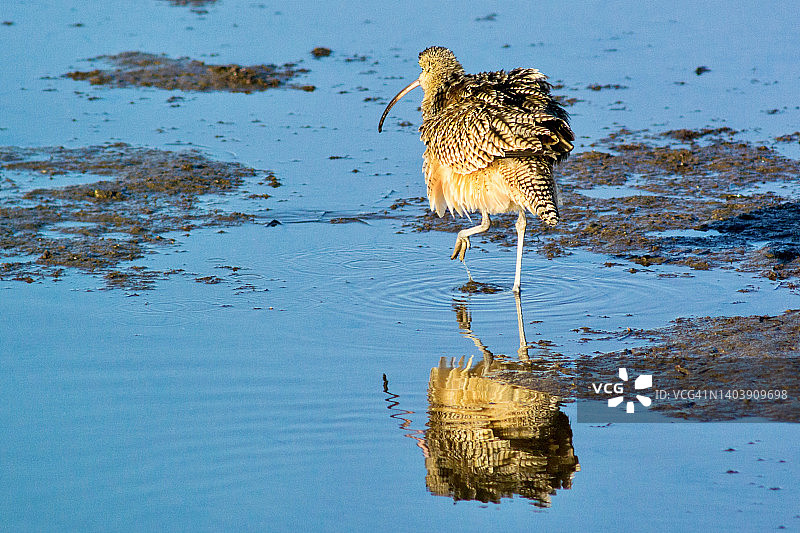 长嘴丘鹬整理羽毛图片素材