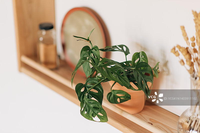 窗台上种植在花盆中的草本植物图片素材