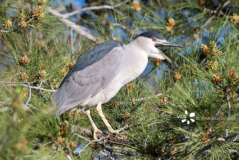 夜鹭栖息在松树上鸣叫的特写镜头图片素材