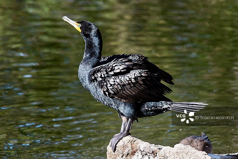 双冠鸬鹚在岸边抖动羽毛图片素材