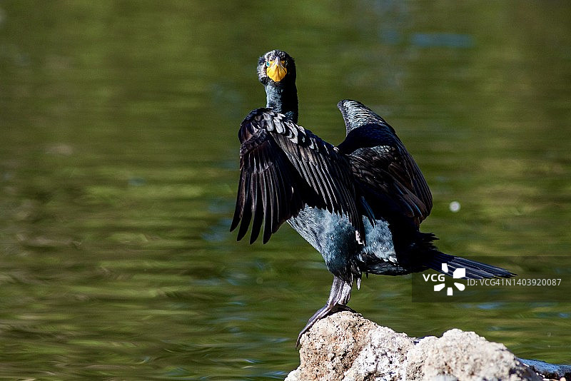 双冠鸬鹚看着镜头晾干翅膀图片素材