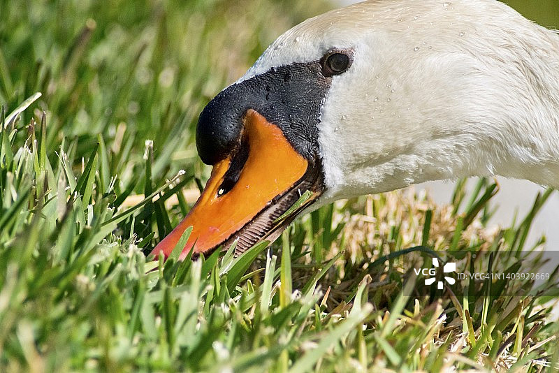 特写：一只正在吃草的疣鼻天鹅图片素材