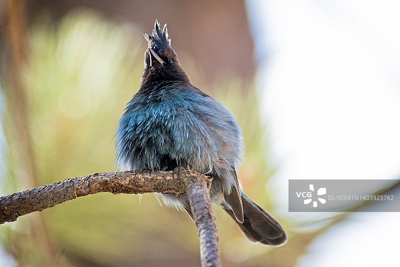 栖息着的冠蓝鸦羽毛蓬松的特写图片素材