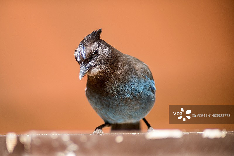 星鸦在喂鸟器旁的特写图片素材