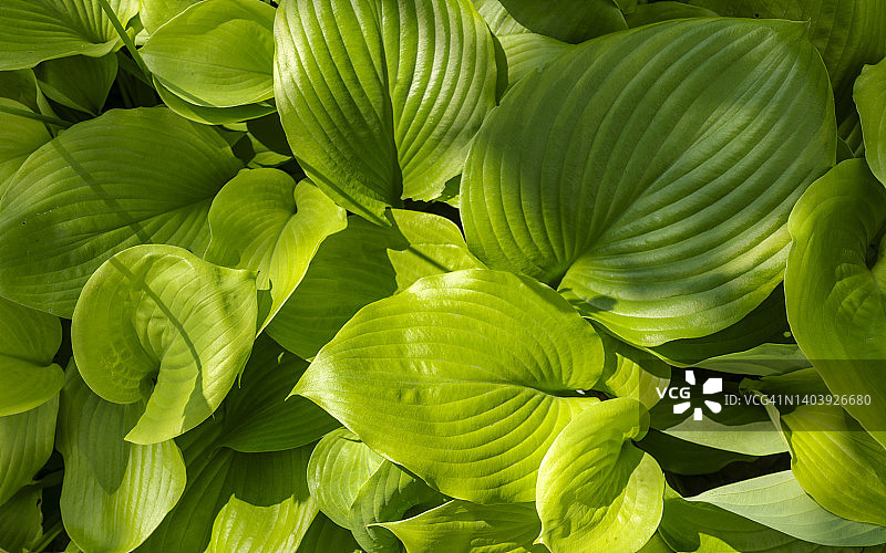 玉簪自然大绿叶的特写图片素材