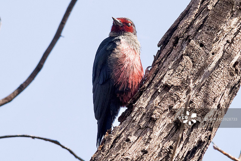 路易斯啄木鸟 clinging 在树干上的特写图片素材
