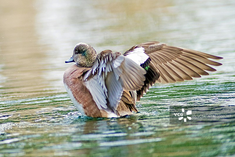 雄性美洲凫在水中拍打翅膀图片素材