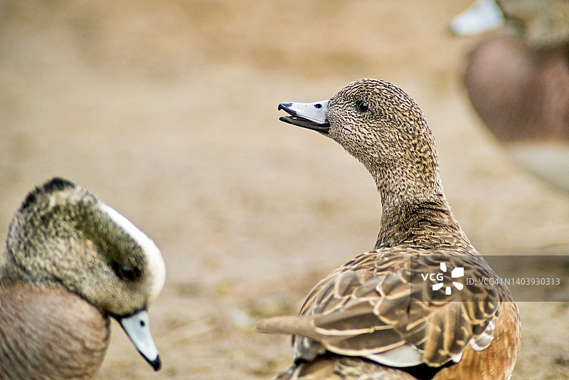 在岸边向雄鸟呱呱叫的雌性美洲凫图片素材