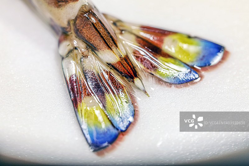 日本虎虾，车海老彩色的尾巴图片素材