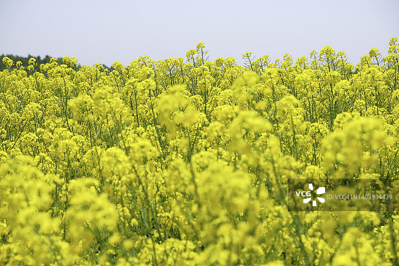油菜花图片素材