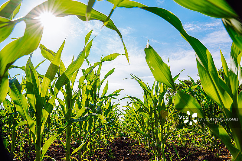 阳光下待收割的玉米田。农业生态资源图片素材