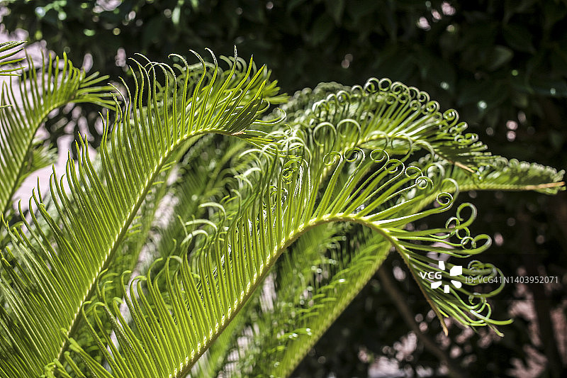 新叶铁树、凤尾蕉或西米棕榈图片素材