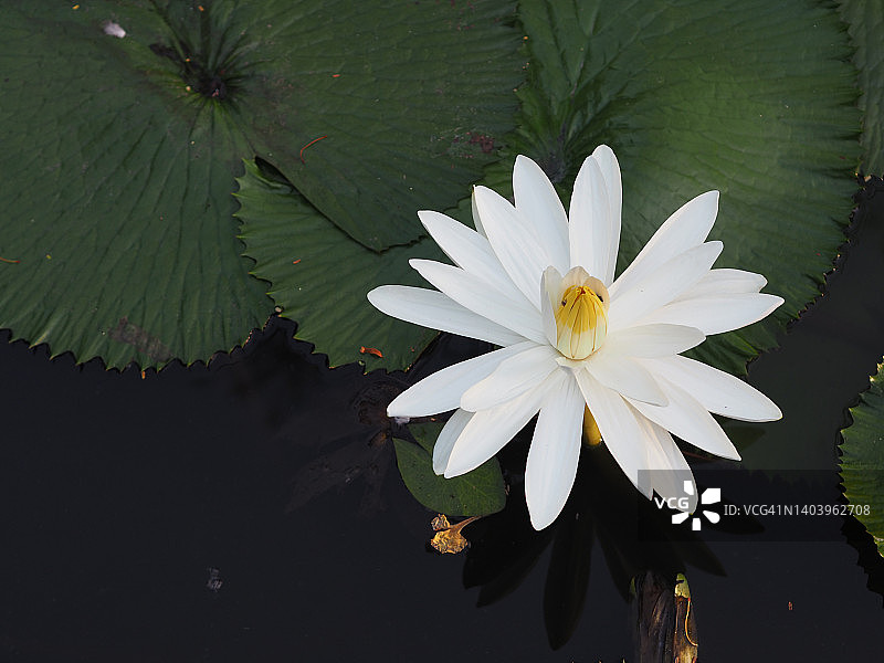 白色睡莲：荷花，印度豆，莲花，莲科植物，池塘中的大型粉红色花朵，绿色大叶图片素材