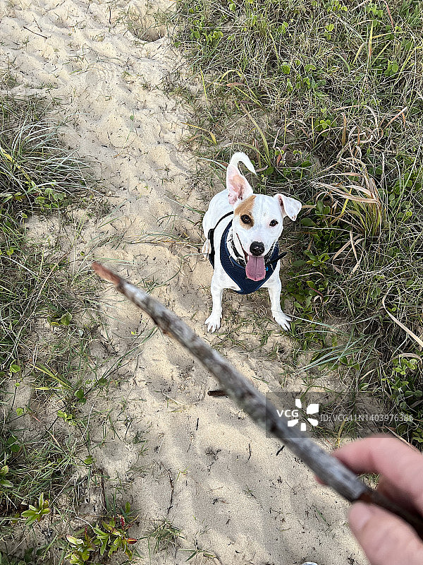 等待扔棍子的狗图片素材