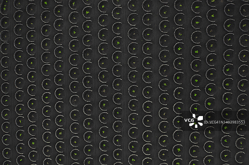 传统葡萄园的航拍景色图片素材