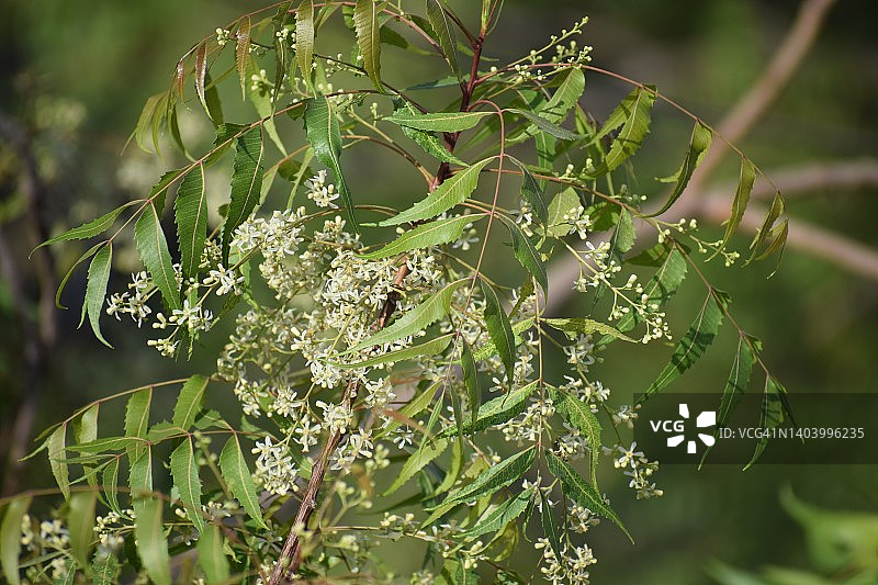 一簇白色的印度丁香花(楝树)。Azadirachta indica。Maliaceae(红木)的家庭。图片素材