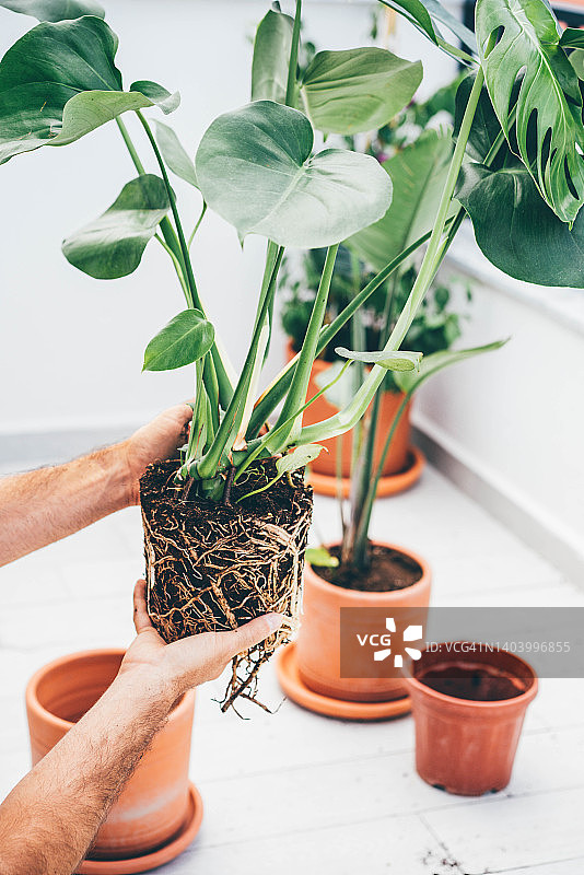 男人照料自家种植的龟背竹盆栽图片素材